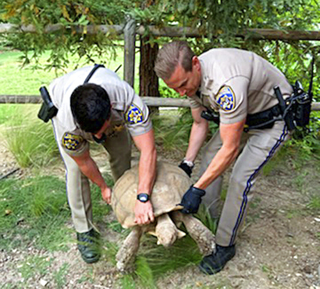 Tortoise Rescue